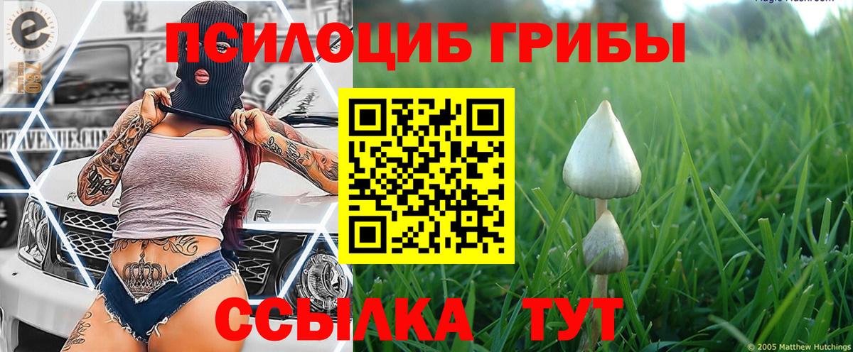 Домодедово  Псилоцибиновые грибы Cubensis  Вход с VPN 